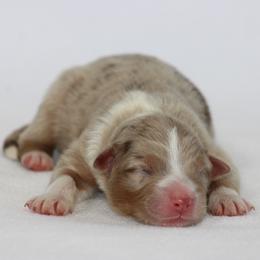 Sweetheart - Red merle female Australian Shepherd puppy in Circleville, Utah from Canyon Creek Aussies