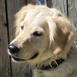 Winnie - Golden Retriever