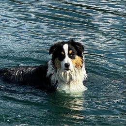 Australian Shepherd All Grown Up from Kade’s Stock Dogs