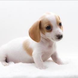 Male 1 - Piebald male Dachshund puppy in Childress, Texas from Taylor Farms