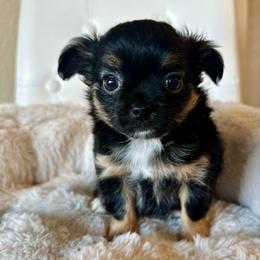 Starry - Black and tan female Chihuahua puppy in Burleson, Texas from Luxe Paradise House of Chi