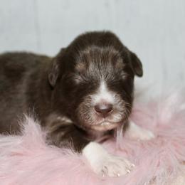 Chococat-1500 - Red tri-color female Australian Shepherd puppy in Star City, Arkansas from Circle P Farm Australian Shepherds