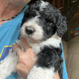 Labradoodle Puppies from Bear Creek Labradoodles
