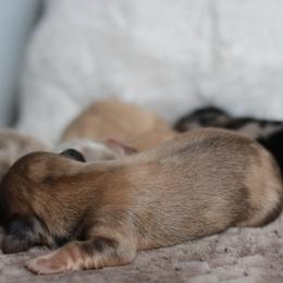 Boy 2 AKC 4500 - Dapple male Dachshund puppy in Krum, Texas from Tired Chef Dachshunds