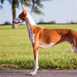 Clarice - Ibizan Hound