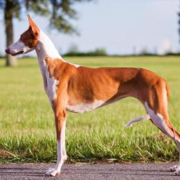 Clarice - Ibizan Hound