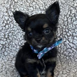 Storm - Black and tan male Chihuahua puppy in Augusta, Georgia from Sophia Jade's Chi Brigade