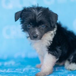 Spinner - Black and white male Chinese Crested puppy in Kentucky from Qilin Chinese Crested
