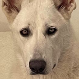 Sophie - German Shepherd