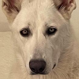 Sophie - German Shepherd
