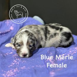 Miniature Australian Shepherd and Toy Australian Shepherd Puppies from Bar C Toy & Mini Aussies