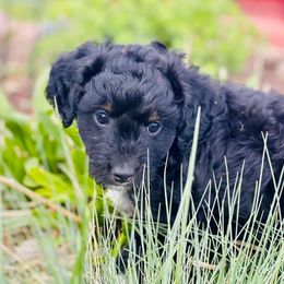 Aussiedoodles and Miniature Australian Shepherds from Rocking R Ranch Aussies