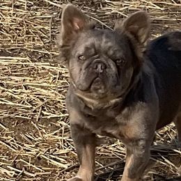 French Bulldogs from Lucy & Co. Frenchie Boutique