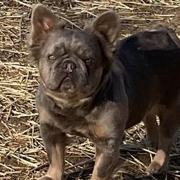 French Bulldogs from Lucy & Co. Frenchie Boutique