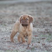 Girl 3 - Red Dogue de Bordeaux puppy in New Albany, Mississippi from Back Porch Bordeaux