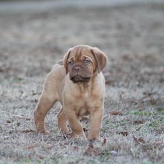 Girl 3 - Red Dogue de Bordeaux puppy in New Albany, Mississippi from Back Porch Bordeaux