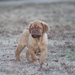 Girl 3 - Red Dogue de Bordeaux puppy in New Albany, Mississippi from Back Porch Bordeaux