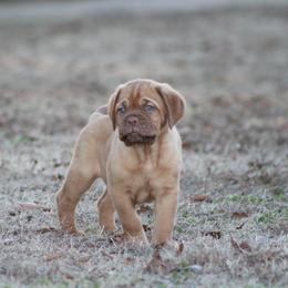 Girl 3 - Red Dogue de Bordeaux puppy in New Albany, Mississippi from Back Porch Bordeaux