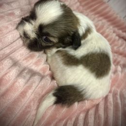 Meet Annie - Red and white female Shih Tzu puppy in Lake City, Florida from Tiger Valley Shih Tzus