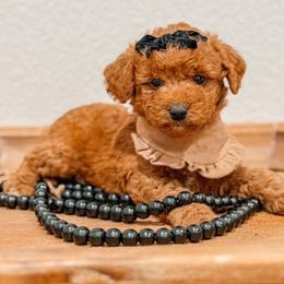 Reba - Red  female Goldendoodle puppy in Iola, Texas from Supreme Doodles of Texas