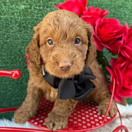 Jordan (Black) - Red  male Goldendoodle puppy in Miami, Florida from Katy's Toy Poodles & Doodles