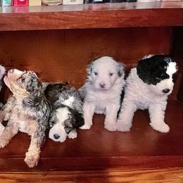 Bernedoodle and Sheepadoodle Puppies from Doodlebuds