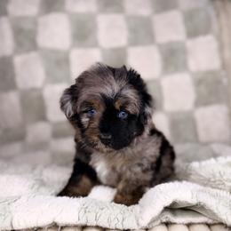 Cannoli BLUE EYES - male Australian Mountain Doodle puppy in Sweetwater, Florida from Sandy Snout Doodles