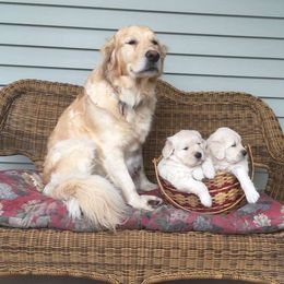 Golden Retriever and Labrador Retriever Puppies from Bear Pond Retrievers