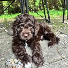 Bernedoodle, Cockapoo, and Goldendoodle Puppies from Avery Doodle Day LLC