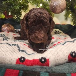 Hazelnut - Chocolate female Goldendoodle puppy in Pennsylvania from Pennsylvanian Puppies