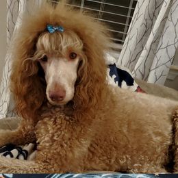 Poodles from Meadowbrook Poodles