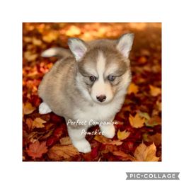 Isla - Blue female Pomsky puppy in Lake Village, Indiana from Perfect Companion Pomskies