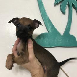 Benjamin - Black sabled fawn male Chihuahua puppy in Mesa, Arizona from Sun Valley Chihuahuas & Malinois