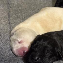 Orange - Yellow male Labrador Retriever puppy in Centreville, Maryland from Barbihaus Kennels