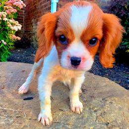 Margate aka Margie - Blenheim female Cavalier King Charles Spaniel puppy in Watsontown, Pennsylvania from Huntsman Cavaliers