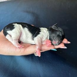 Dottie - Parti female Poodle puppy in Ardmore, Oklahoma from The Poodles of Green Acres