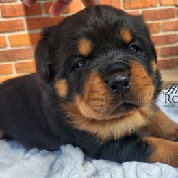 Rottweiler Puppies from Hardy Rotties