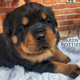Rottweiler Puppies from Hardy Rotties