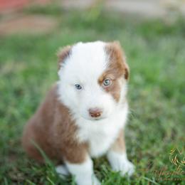 Addie - Red Tri Female - Red tri-color female Australian Shepherd puppy in Red Bud, Illinois from Authentic Aussies