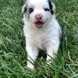 Danny - Blue merle male Border Collie puppy in Lake Montezuma, Arizona from Jens Border Collies