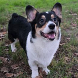 Tango - Black and tan male Pembroke Welsh Corgi puppy in San Antonio, Texas from Moxxi's Legacy Corgis