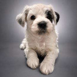 Baymax - Sable male Chinese Crested puppy in Destin, Florida from Fairy Tale Cresteds