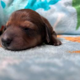 Saffron - Wild  boar and tan female Dachshund puppy in Spring Creek, Nevada from Hobby Horse Mini Doxies
