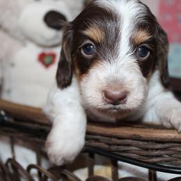 Girl 1 - Chocolate and tan female Dachshund puppy in Craig, Colorado from Rocky Mountain Shih Tzus and Dry Creek Miniature Dachshunds