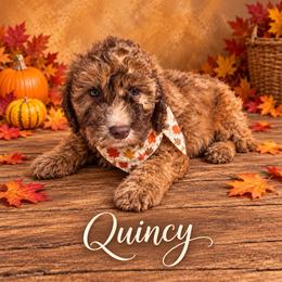 Finn - Wheaten male Whoodle puppy in Knoxville, Tennessee from Fleury Farm Doodles TN