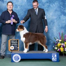Reba - Australian Shepherd