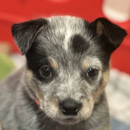 Triumph - Blue speckled male Australian Cattle Dog puppy in Escondido, California from Tin Roof Australian Cattle Dogs