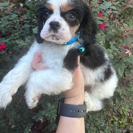 Male 1 - Black white and tan male Cocker Spaniel puppy in Greensboro, North Carolina from Cochran Spaniels