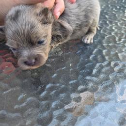 Dash - Blue merle male Pomeranian puppy in Chattanooga, Tennessee from Valley Poms