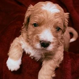Romeo - Red  male Goldendoodle puppy in Bradenton, Florida from Christianna’s Mini Goldendoodles